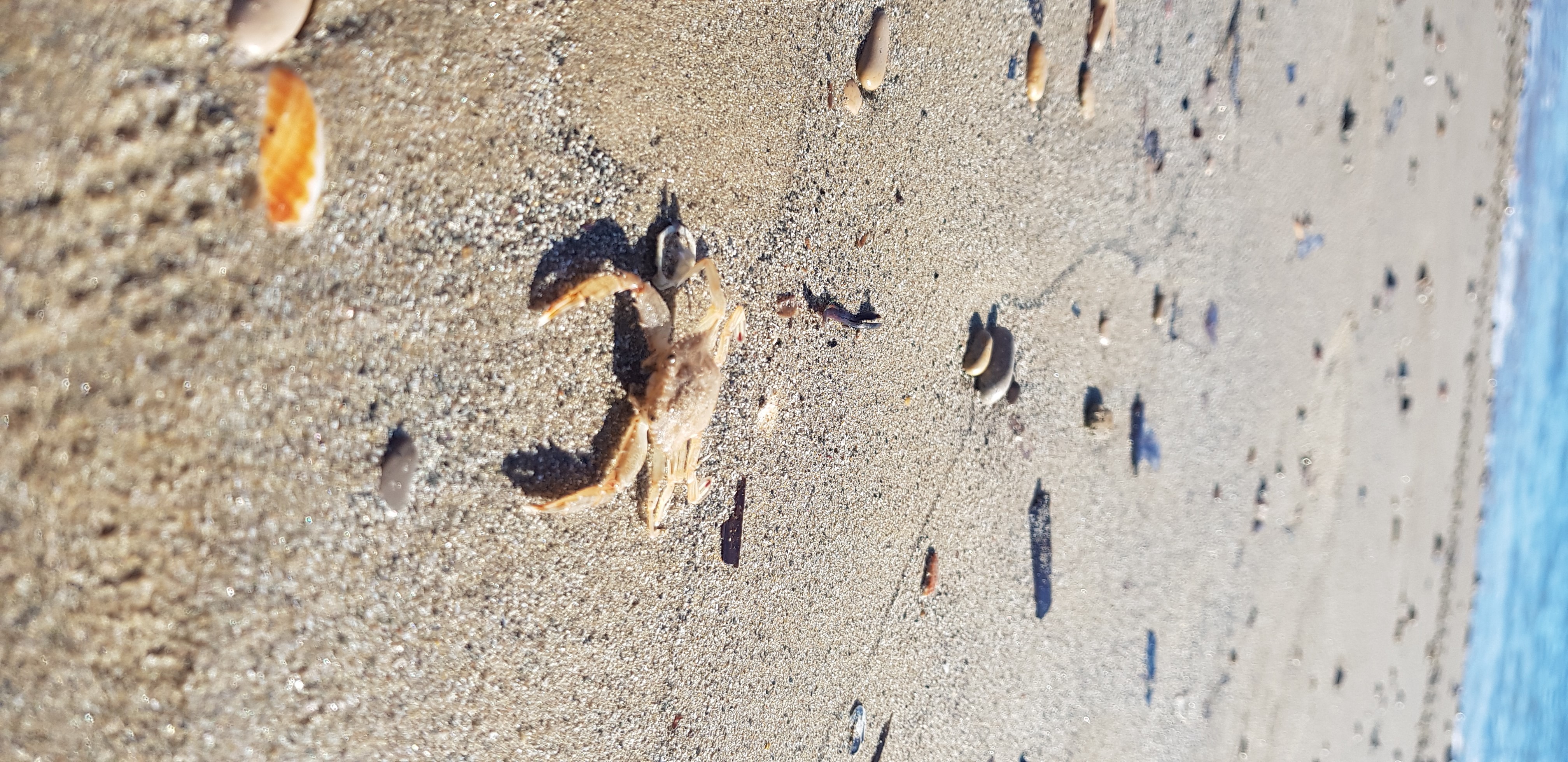 Seashells and textures on a Mediterranean beach